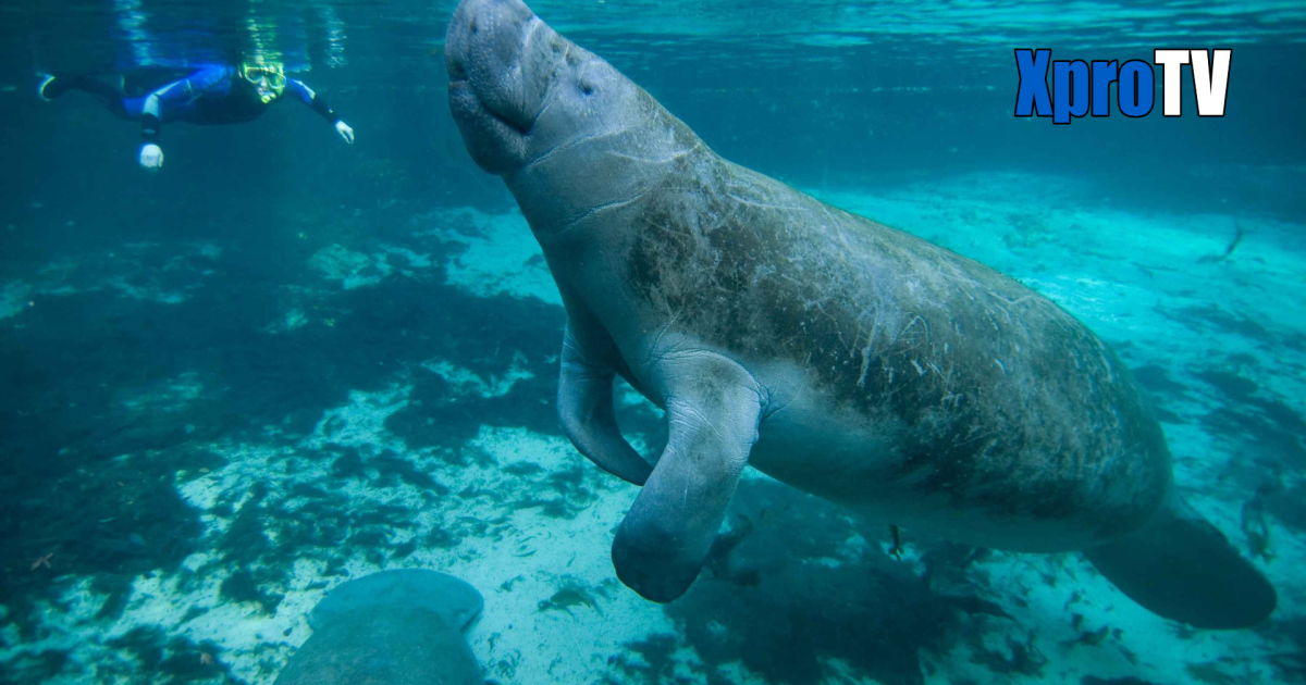 10 cosas que debes saber sobre el manatí | XproTV